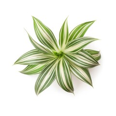 Fototapeta na wymiar Spider plant leaf isolated on white background. Generative AI
