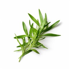 Fototapeta premium Tarragon leaf isolated on white background. Generative AI
