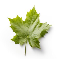 Sycamore leaf isolated on white background. Generative AI
