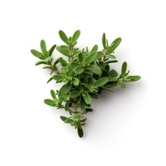 Obraz premium Thyme leaf isolated on white background. Generative AI