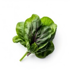 Tatsoi leaf isolated on white background. Generative AI