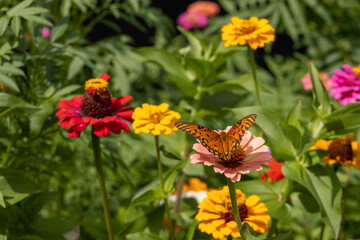 butterfly on a flower