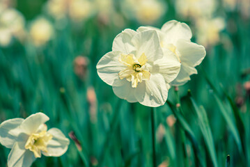 Beautiful white daffodil