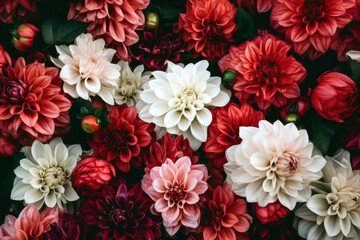 Colorful dahlia flowers as background, top view. High quality photo