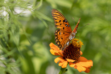 Obraz premium butterfly on flower