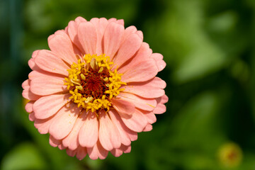 zinnia