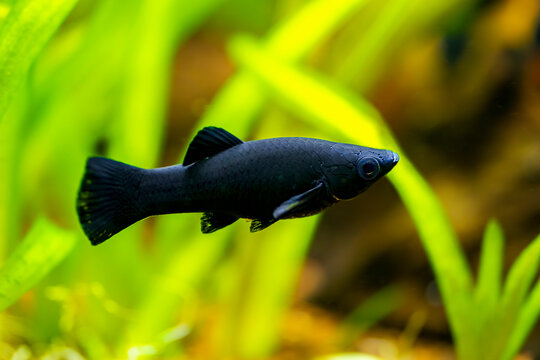 selective focus of a Black molly (Poecilia sphenops) swimming in tank fish with blurred background
