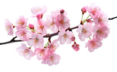 Naklejka na ściany i meble Cherry blossom sakura branch isolated on white background with clipping path. High quality photo
