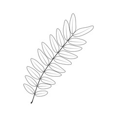 Fototapeta premium Compound leaf. Honey locust (Gleditsia triacanthos). Pinnate (even) compound leaf. 