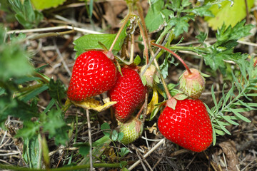 Ripe red strawberries on a strawberry plant