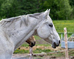 A beautiful white horse portrait