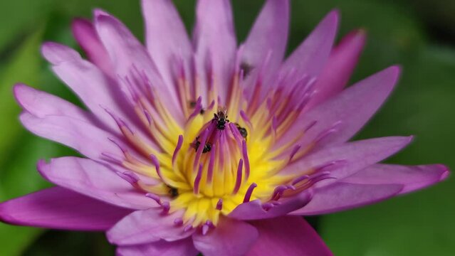 bees buzzing around pink lotus flower 