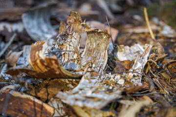 Birch tree bark on a forest floor