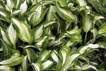 white and green leaves of funkia plant in the garden