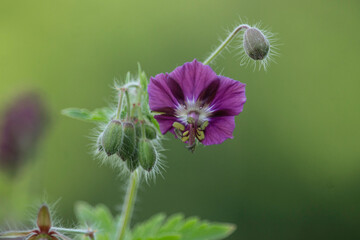 Lila Blüte mit noch ungeöffneten Knospen daneben