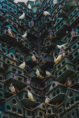 A pigeons nest