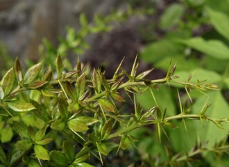 thorny twigs of Berberis Julianae bush at spring close uup