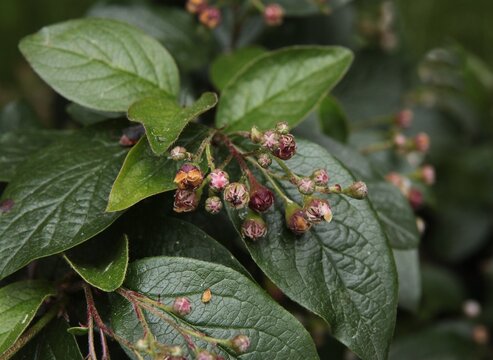 cotoneaster lucidus as plant for hedgerow in park,or garden