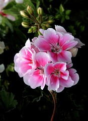 pretty pink flowers of geranium potted plant close up