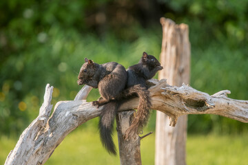 Squirrels eating together in Spring