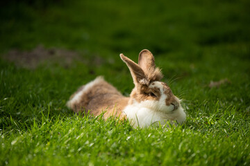 Hasen in der Natur