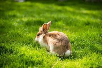 Hasen in der Natur © broccoli.studio