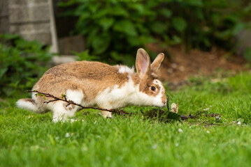 Hasen in der Natur