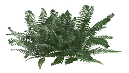 fern isolated 