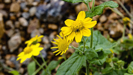 Beautiful Yellow Lanceleaf Arnica Flower Close-up