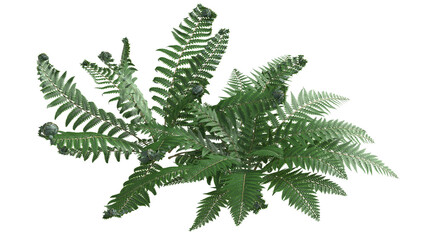 variety of ferns and small plant isolated © Poprock3d