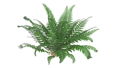 variety of ferns and small plant isolated © Poprock3d