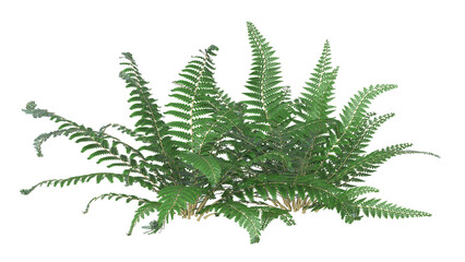 variety of ferns and small plant isolated © Poprock3d
