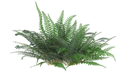 variety of ferns and small plant isolated © Poprock3d