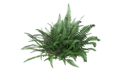 variety of ferns and small plant isolated © Poprock3d