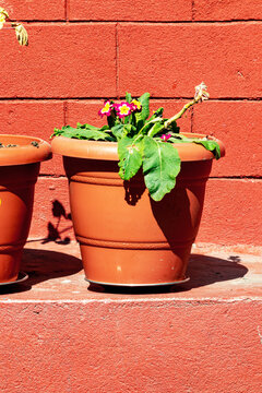 Blooming Purple Primrose Flowers in Flower Pot