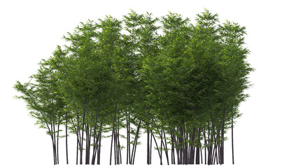 variety of bamboo tree