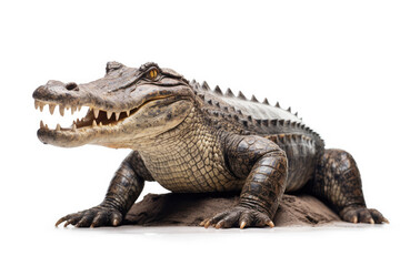 Fototapeta premium Crocodile full body showing jaws on white isolate background, Generative AI