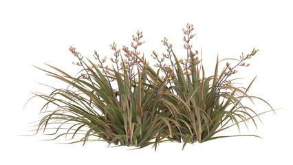 mountain flax, wharariki in Māori plant isolated