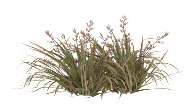 mountain flax, wharariki in Māori plant isolated
