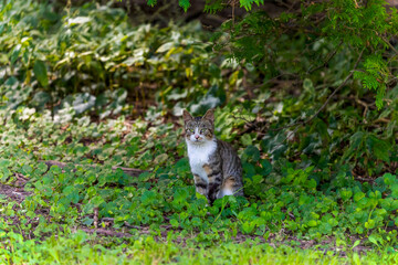 The domestic cat (Felis catus) in the Park in Wisconsin.