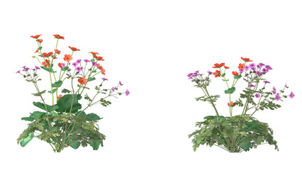 Various types of flowers grass bushes shrub and small plants isolated   © Poprock3d