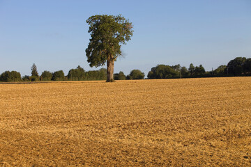 A lonely tree on top of a hill