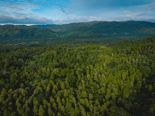 Fototapeta na wymiar Tehoru Forest in Seram Island, Central Maluku