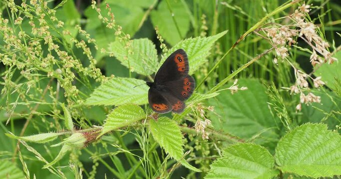 (Erebia medusa) Woodland ringlet butterfly upperside laid on a bramble leaf photographed in the Black Forest in Germany
