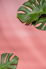 Fototapeta na wymiar Monstera leaves on pink background. Flora wallpaper backdrop.