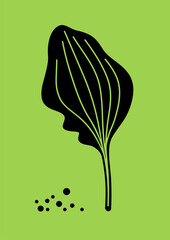 Plantain. Black silhouette of plantain leaf, medicinal herb. Vector illustration isolated on green background. © NBvector