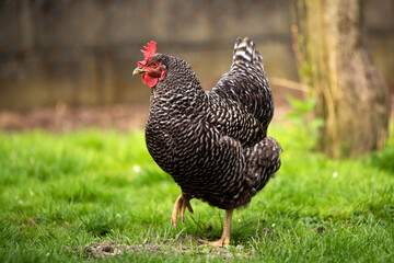 Hühner Huhn im Garten