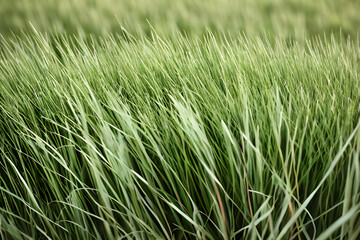Fototapeta na wymiar green grass background. generative ao