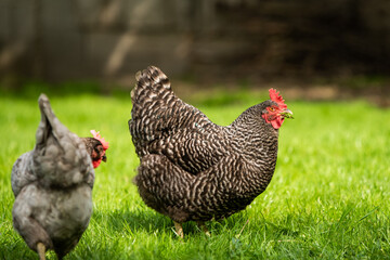 H&uuml;hner Huhn im Garten