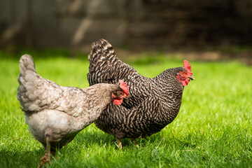 Hühner Huhn im Garten